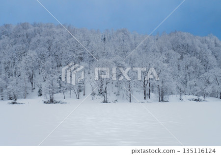Snow-covered farmland and snow-covered trees in a forest 135116124