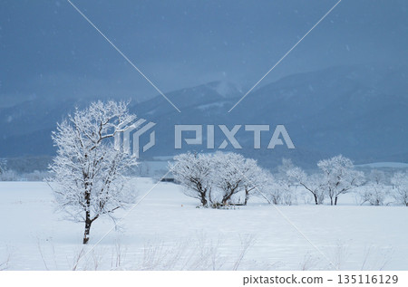 Snow-covered landscape and snow-covered trees 135116129