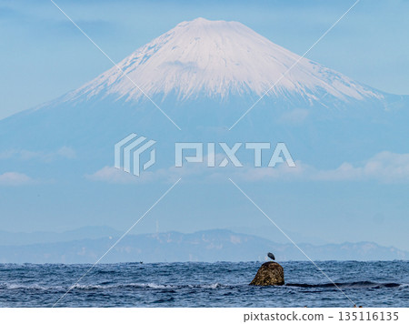 A black-crowned night heron perched on a reef with Mount Fuji in the background 135116135