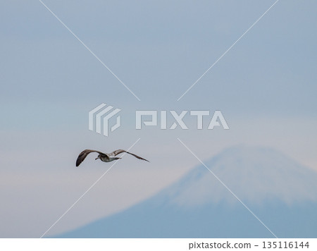 A black-tailed gull flying with Mount Fuji in the background A black-tailed gull flying with Mount Fuji in the background 135116144