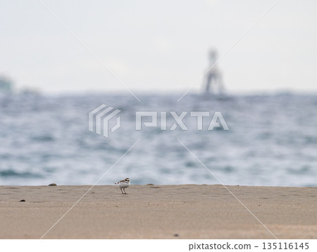 A Snowy Plover standing on a sandy beach 135116145