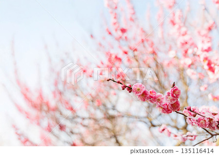 Early spring, plum blossoms Early spring, plum blossoms 135116414