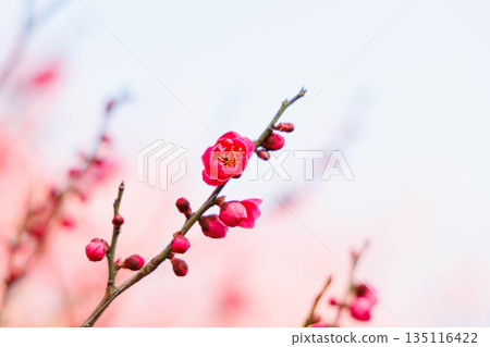 早春，梅花 135116422