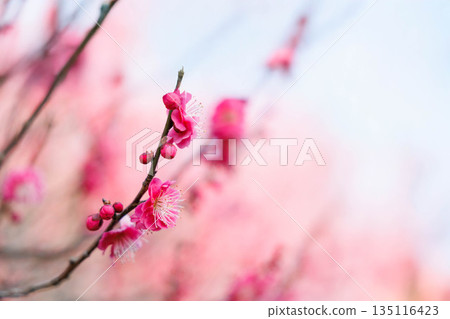 早春，梅花 135116423