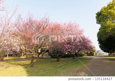 Early spring, plum blossoms 135116427
