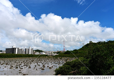 沖繩濕地的曼科 沖繩濕地的曼科 135116477
