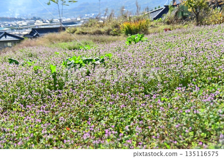 雖然已是秋季，但紫草的紫色仍點綴著休耕的田野。 135116575