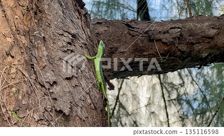 白天，一隻綠蜥蜴在樹上爬行，野生動物的自然背景 135116598