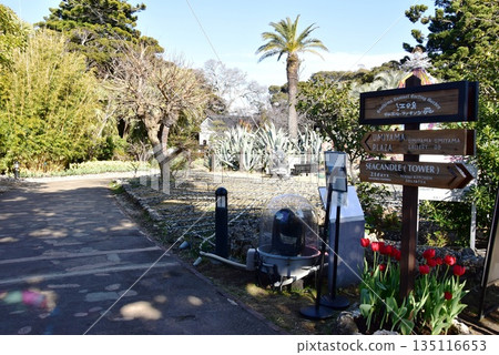 Walking paths and full-blooming tulips at Enoshima Samuel Cocking Garden, Fujisawa City, Kanagawa Prefecture Walking paths and full-blooming tulips at Enoshima Samuel Cocking Garden, Fujisawa City, Kanagawa Prefecture 135116653