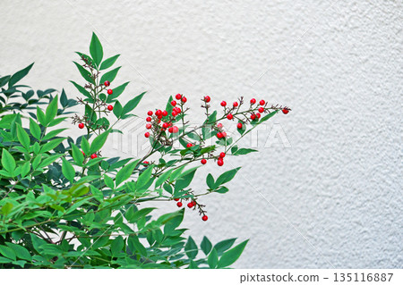 Red Nandina berries (winter, January) 135116887