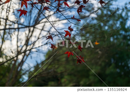 秋日楓葉逆光,藍天落葉,美不勝收。 秋日楓葉逆光,藍天落葉,美不勝收。 135116924