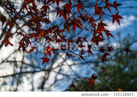秋日紅楓特輯，背景景色柔和 135116925