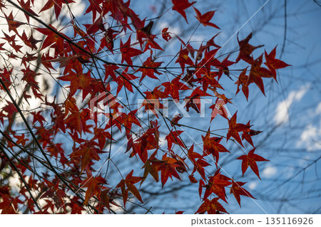 藍天下絢麗的秋色：緋紅楓葉特輯 135116926