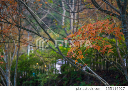 一張特別的照片，展現了深秋時節溫暖陽光下橙色的楓葉，背景是朦朧的綠色森林。 135116927
