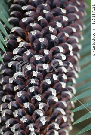 Dione Edure cone 135117121