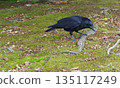 A crow looking for food 135117249