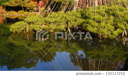 倒映在水中的松樹 135117252