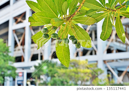 仍呈現綠色的冬青果實（冬季，一月） 135117441