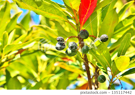 Still green holly fruit (winter, January) 135117442