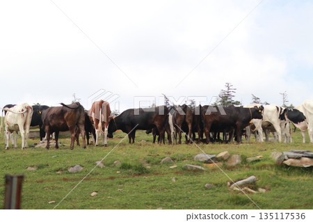 Cows from Shinshu Cows from Shinshu 135117536