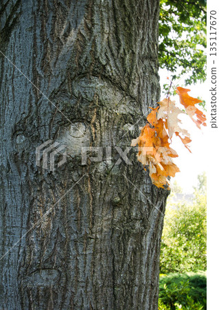The expression of a face on a tree in Zelhem 135117670