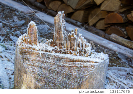 Close-up photo of the frost on a tree stump Close-up photo of the frost on a tree stump 135117676
