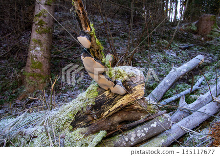 Frost on a tinder fungus on a tree stump 135117677
