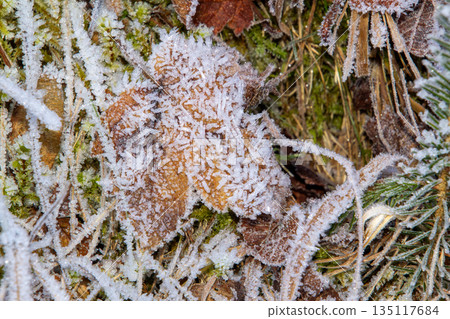 Close-up photo of the frost on the leaves on the ground 135117684