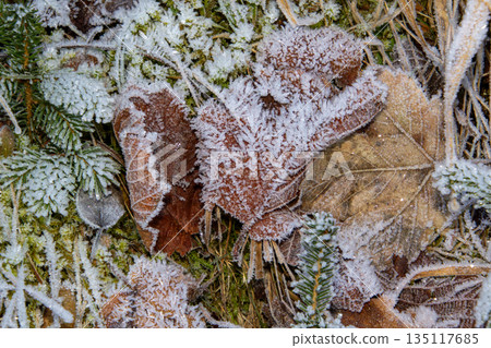 Close-up photo of the frost on the leaves on the ground Close-up photo of the frost on the leaves on the ground 135117685