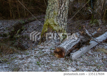 Close-up photo of the frost on the leaves on the ground 135117694