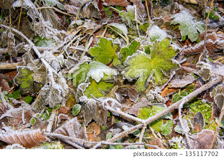 Close-up photo of the frost on the leaves on the ground Close-up photo of the frost on the leaves on the ground 135117702