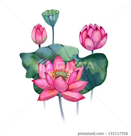 Elegant watercolor composition of lotus flowers, buds, leaves and seed pods. Vibrant pink and green palette, soft botanical style. Great for invitations, branding, packaging, textiles and decorative Elegant watercolor composition of lotus flowers, buds, leaves and seed pods. Vibrant pink and green palette, soft botanical style. Great for invitations, branding, packaging, textiles and decorative 135117708