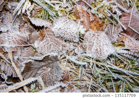 Close-up photo of the frost on the leaves on the ground Close-up photo of the frost on the leaves on the ground 135117709