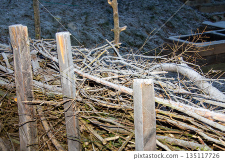 Frozen hedge of branches with christmas lights Frozen hedge of branches with christmas lights 135117726