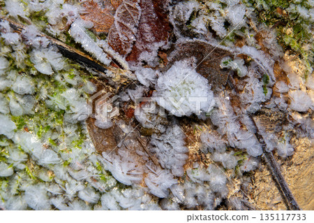 Close-up photo of the frost on the leaves on the ground Close-up photo of the frost on the leaves on the ground 135117733