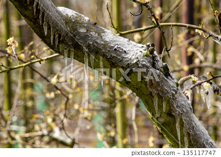 Icicles in the orchard in the spring season after a hail storm. Icicles in the orchard in the spring season after a hail storm. 135117747