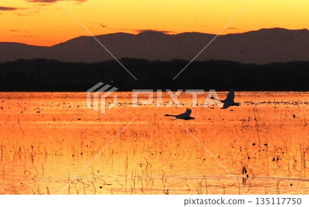 Swans flying in the sunset, the water surface dyed in the sunset Swans flying in the sunset, the water surface dyed in the sunset 135117750