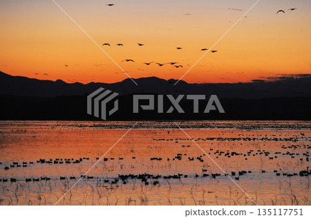 夕陽將大海和鳥兒染成了深紅色。 135117751