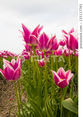 Bulb fields with tulips in Burgervlotbrug Bulb fields with tulips in Burgervlotbrug 135117765