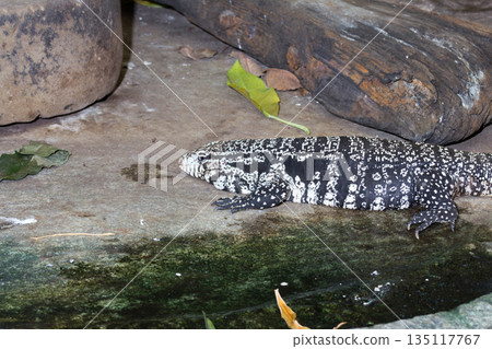 Crawling salvator merianae, an argentine teju 135117767