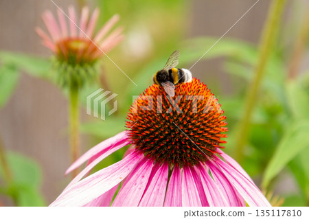 Honey on a lens hood flower 135117810
