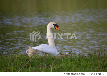 White swan at the waterside 135117812