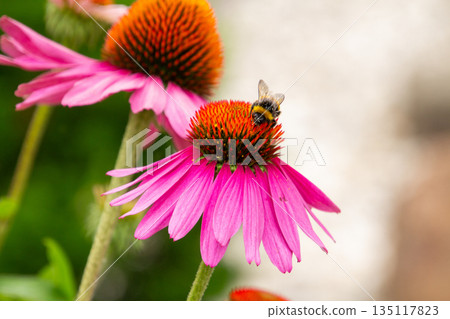 Honey bee on a coneflower Honey bee on a coneflower 135117823