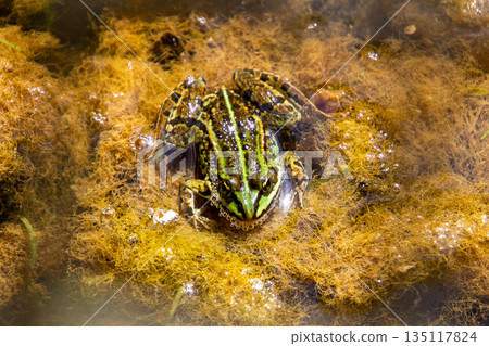Green frog watching me face to face 135117824