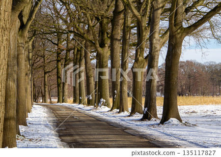 Avenue in winter landscape in Zelhem 135117827