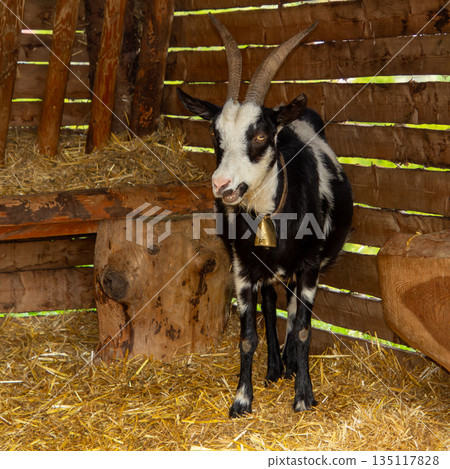 Laughing female goat, mouth open, shining teeth Laughing female goat, mouth open, shining teeth 135117828