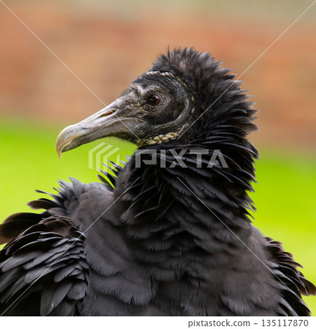 Black vulture, alias raven vulture Black vulture, alias raven vulture 135117870