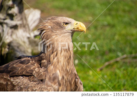 Confident and victorious white-tailed eagle. Confident and victorious white-tailed eagle. 135117879