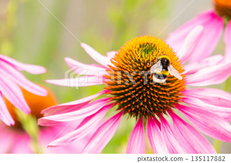 Honey on a lens hood flower 135117882