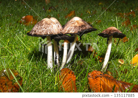 Mushrooms in the wet and rainy woods. 135117885